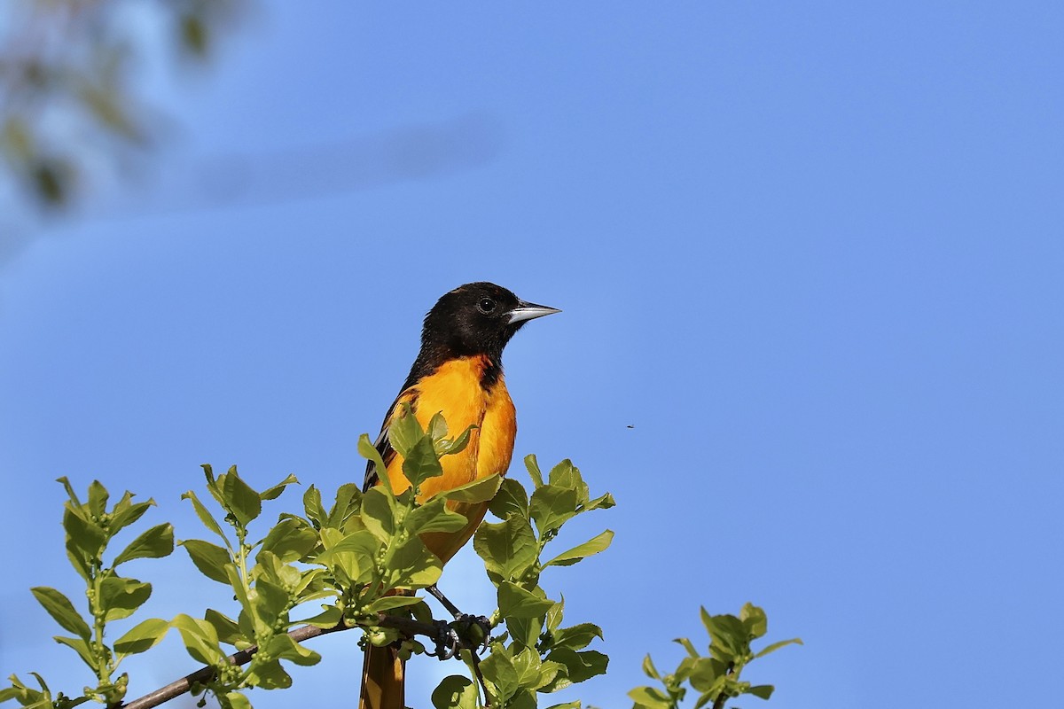 Baltimore Oriole - Ethan Seufert