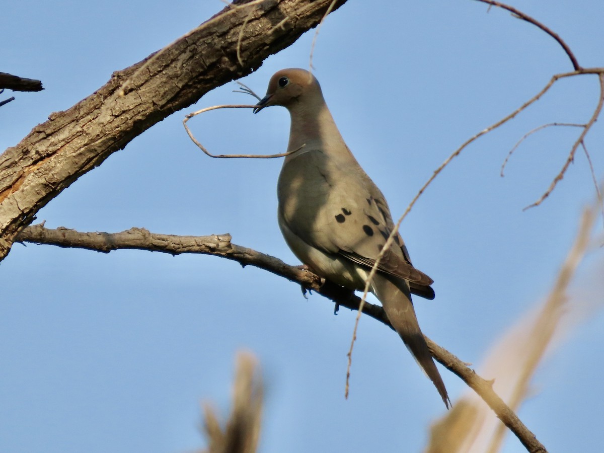 Mourning Dove - Roy Howard