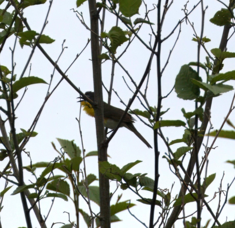 Yellow-breasted Chat - ML619577103