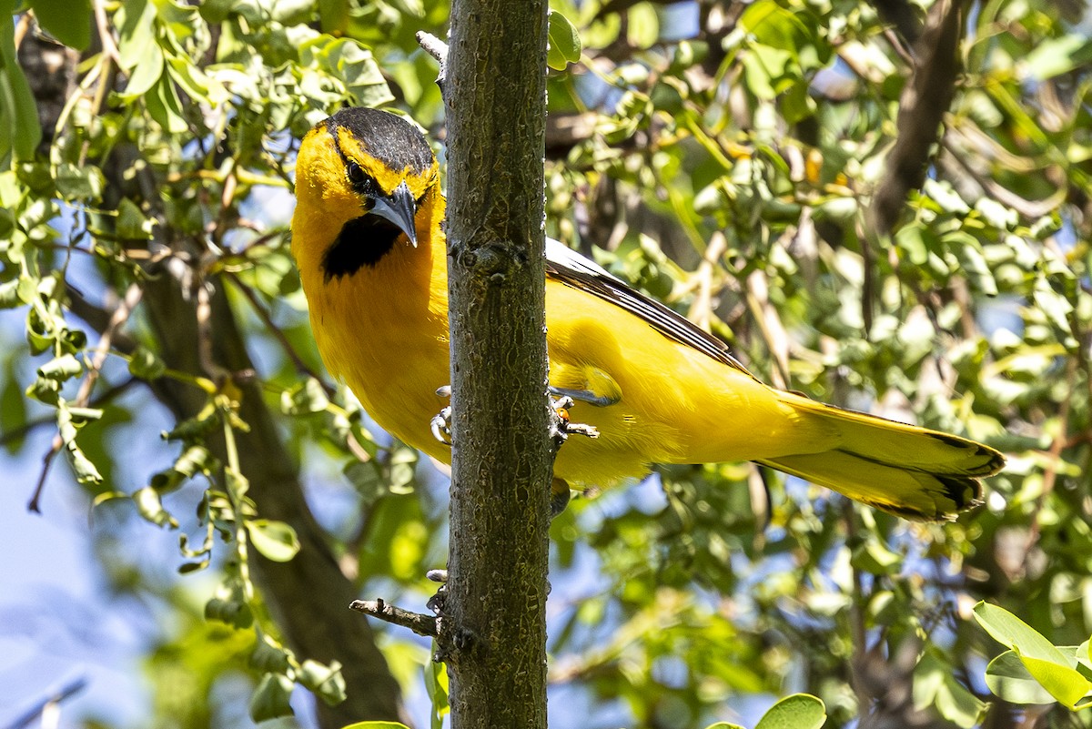 Bullock's Oriole - Jef Blake