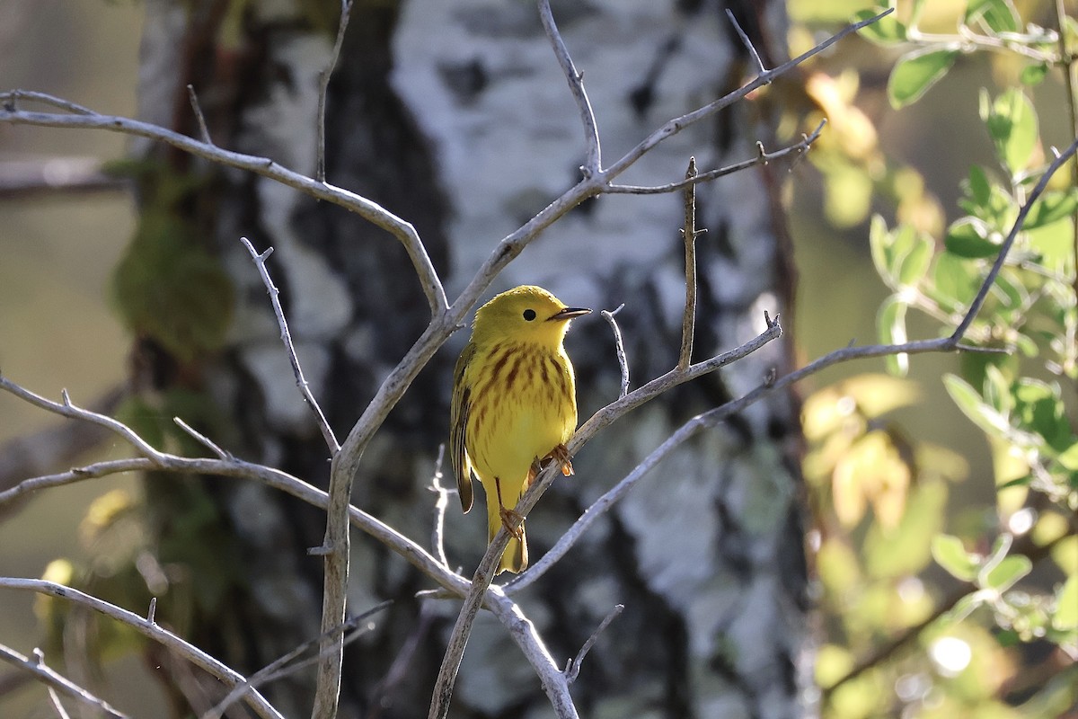 Yellow Warbler - ML619577108