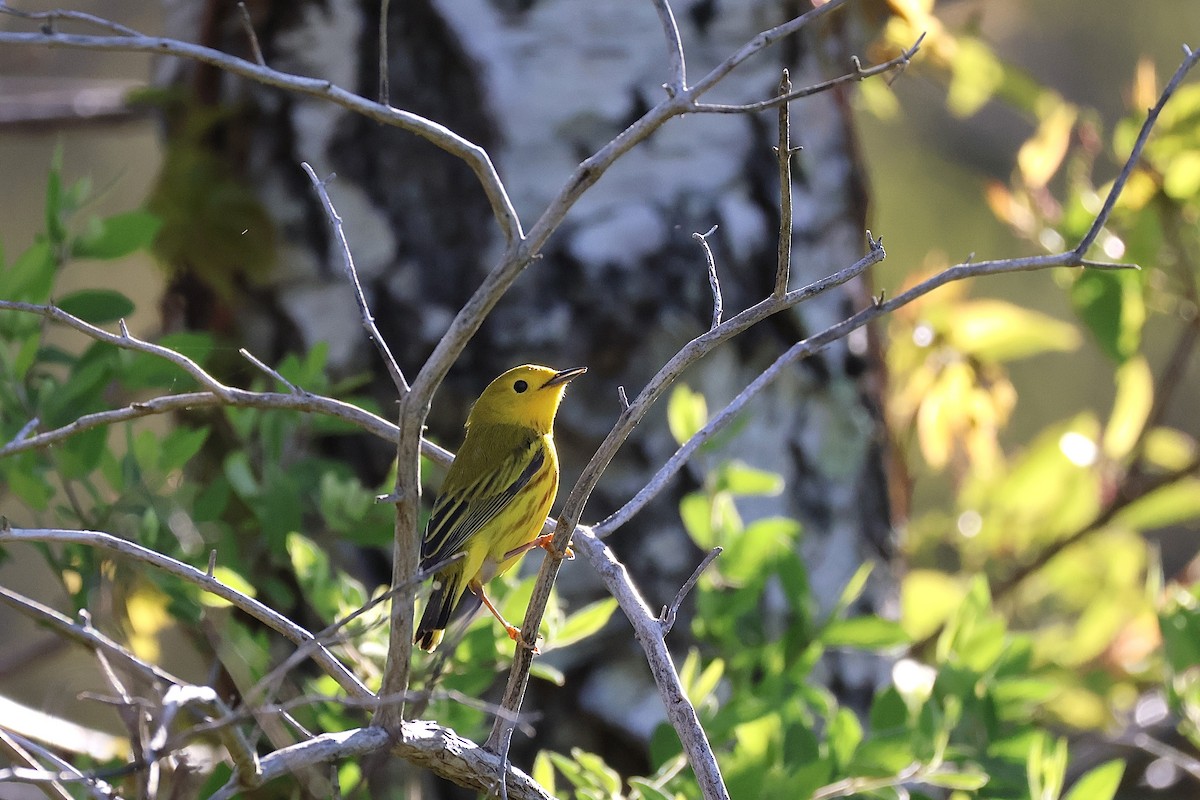 Yellow Warbler - ML619577109