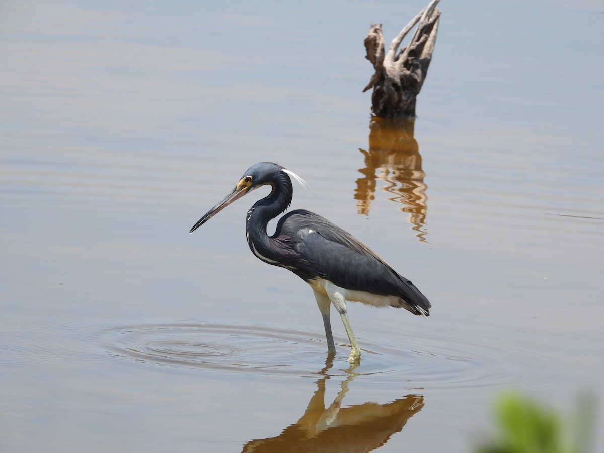 Tricolored Heron - Amy Grimm