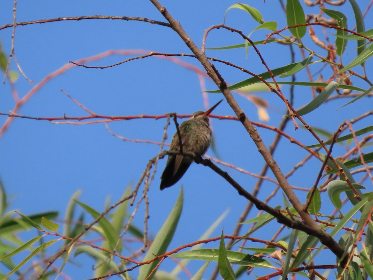 Broad-billed Hummingbird - Roy Howard