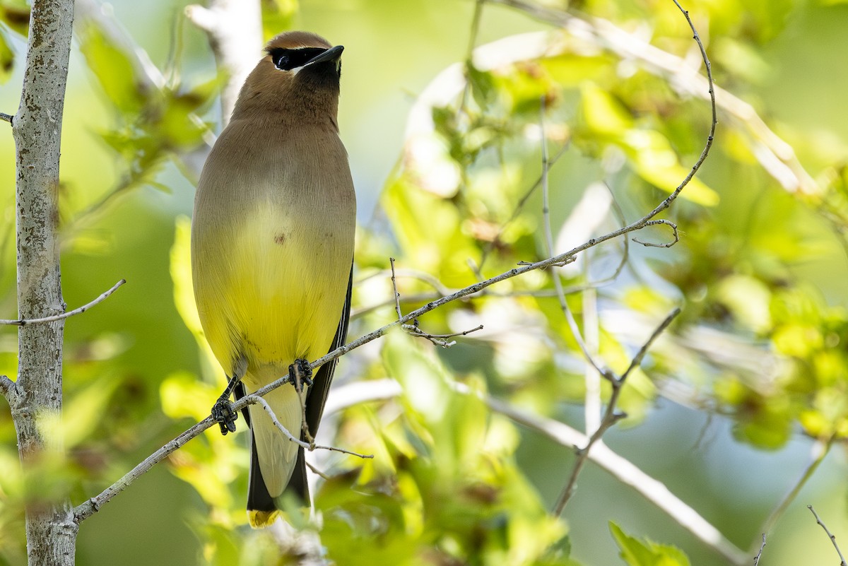 Cedar Waxwing - Jef Blake