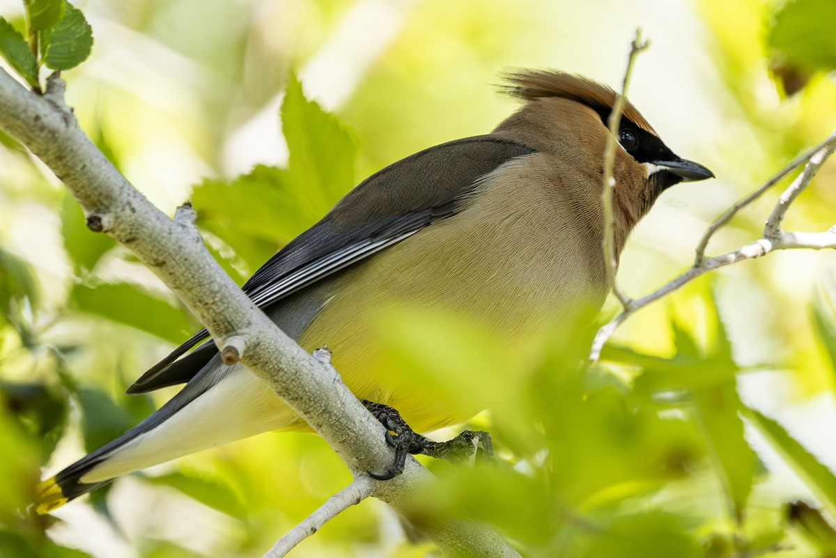 Cedar Waxwing - Jef Blake