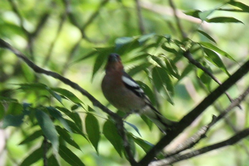 Common Chaffinch - ML619577123