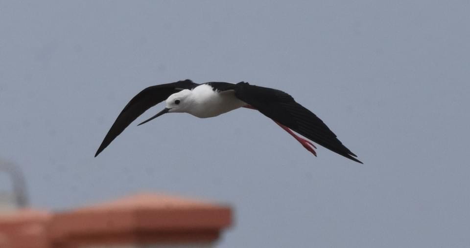 Black-winged Stilt - Chris Rohrer