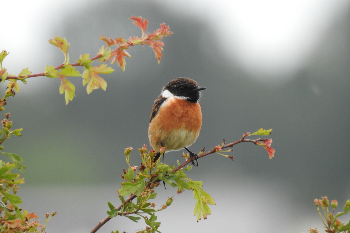 European Stonechat - ML619577125