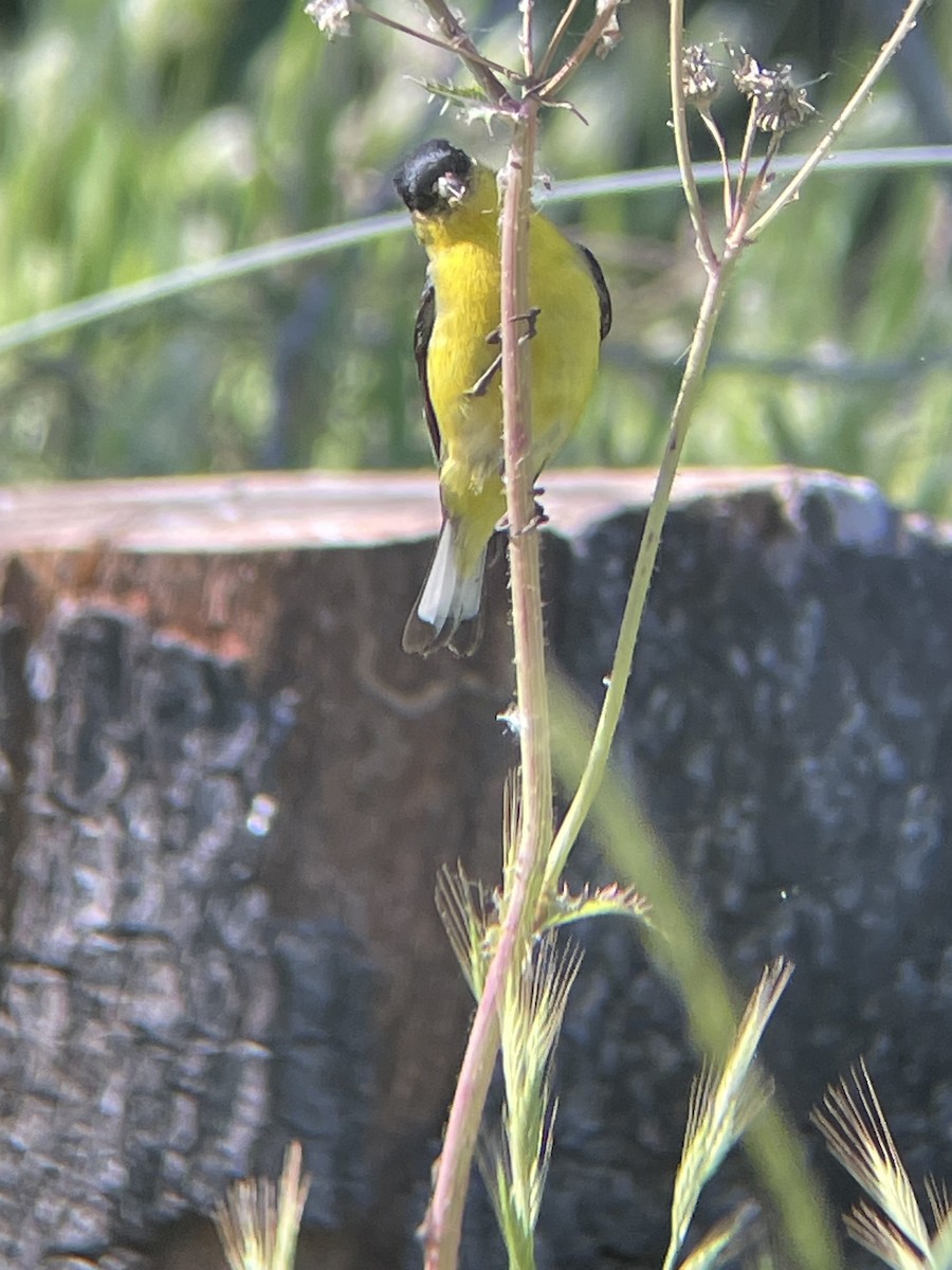 Lesser Goldfinch - Mackenzie Hollender