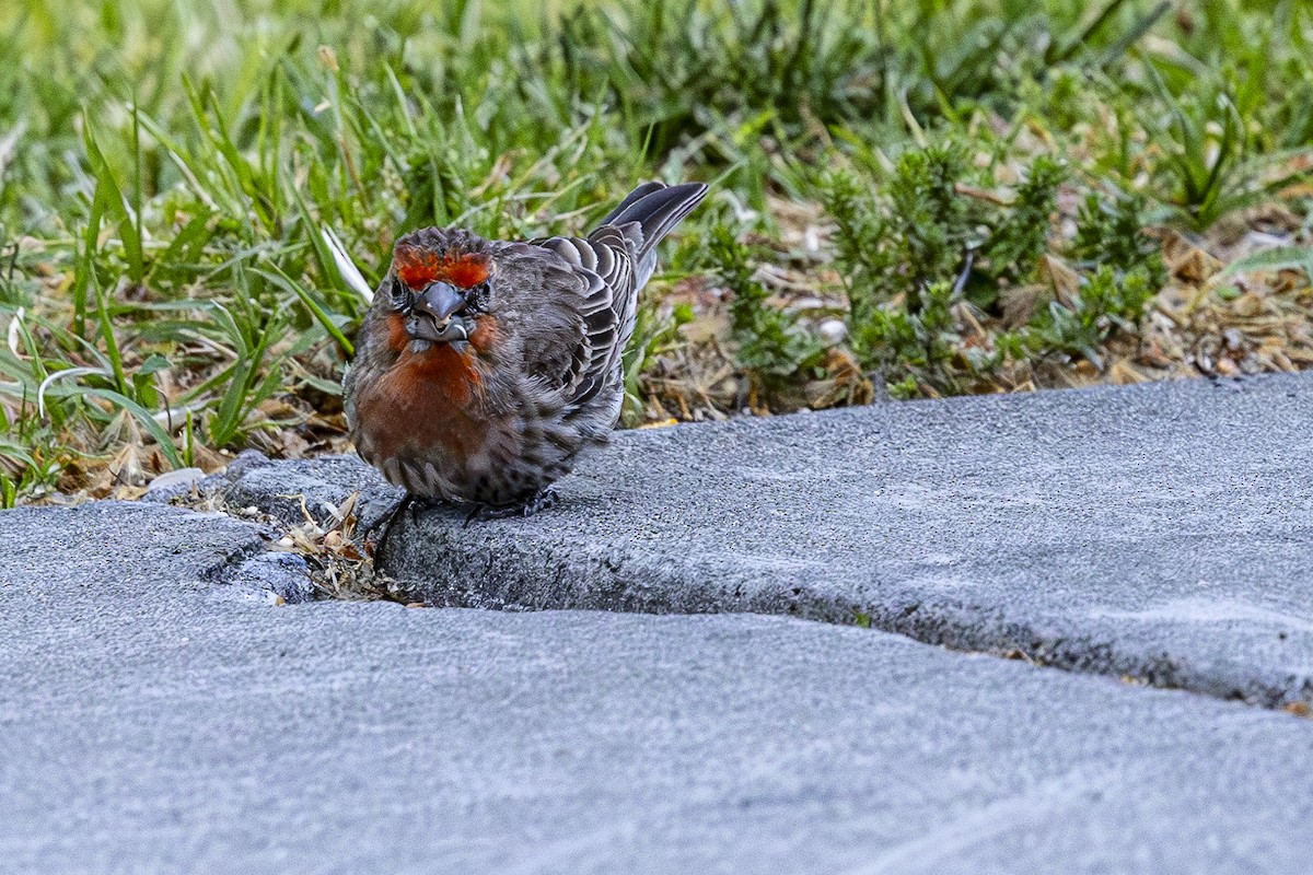 House Finch - Jef Blake