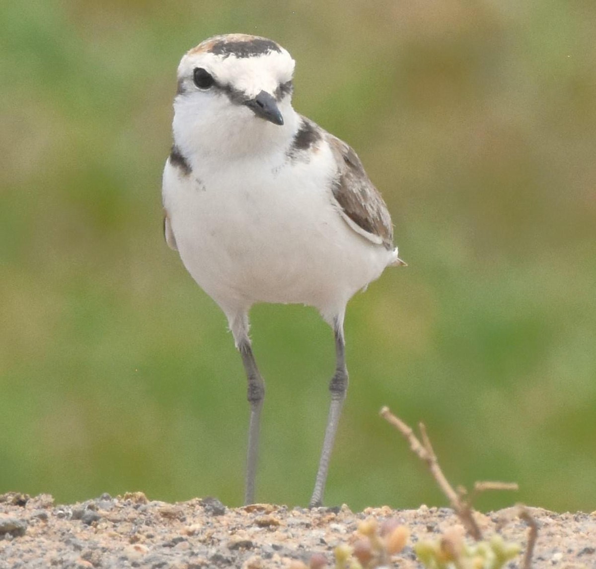 Kentish Plover (Kentish) - Chris Rohrer