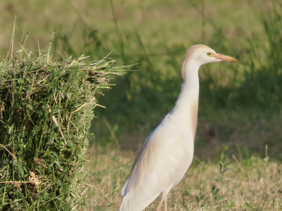 Western Cattle Egret - Roy Howard