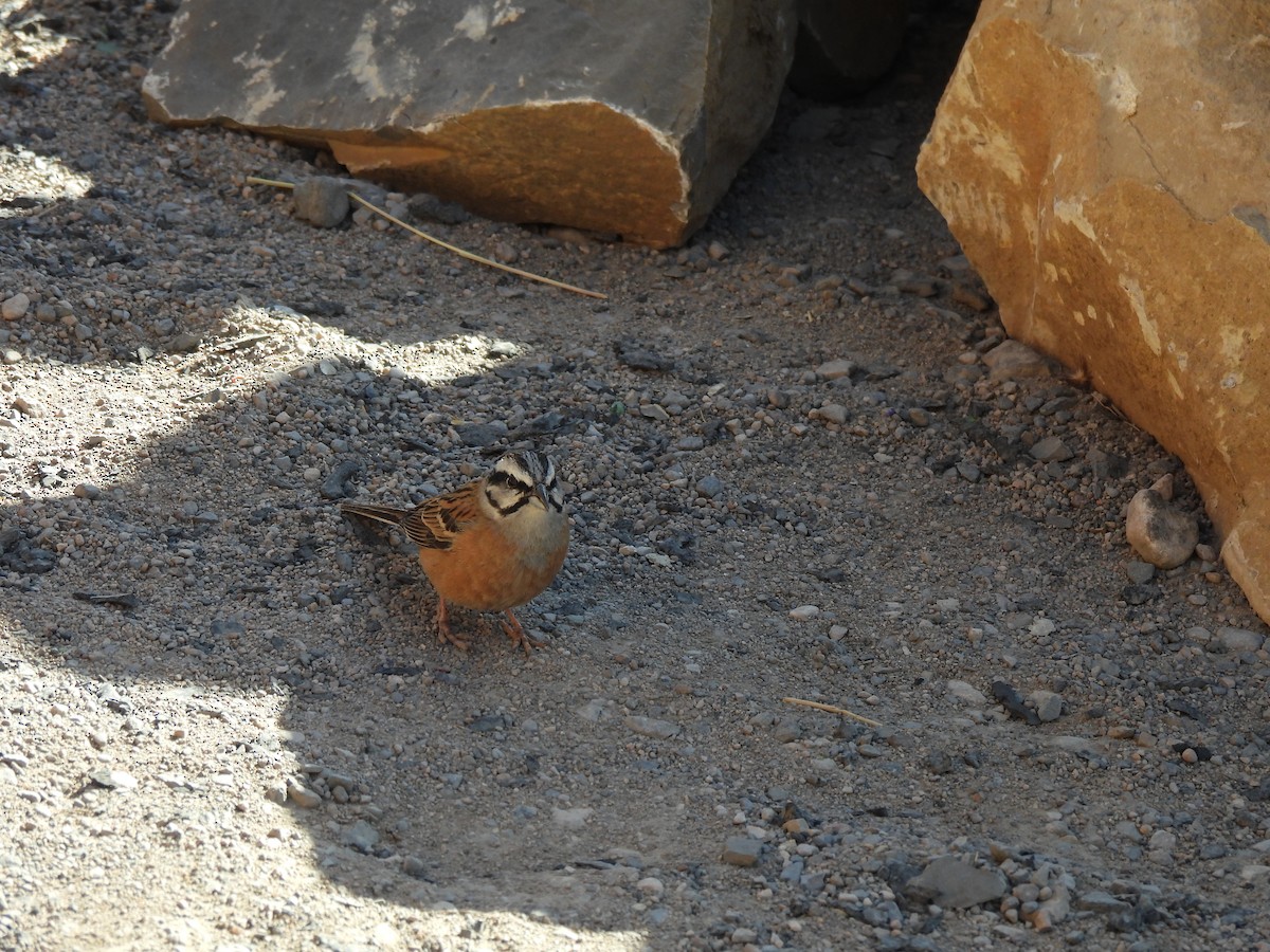 Rock Bunting - Luís Reino