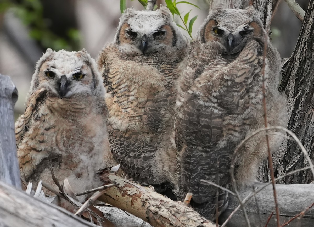 Great Horned Owl - Georges Kleinbaum