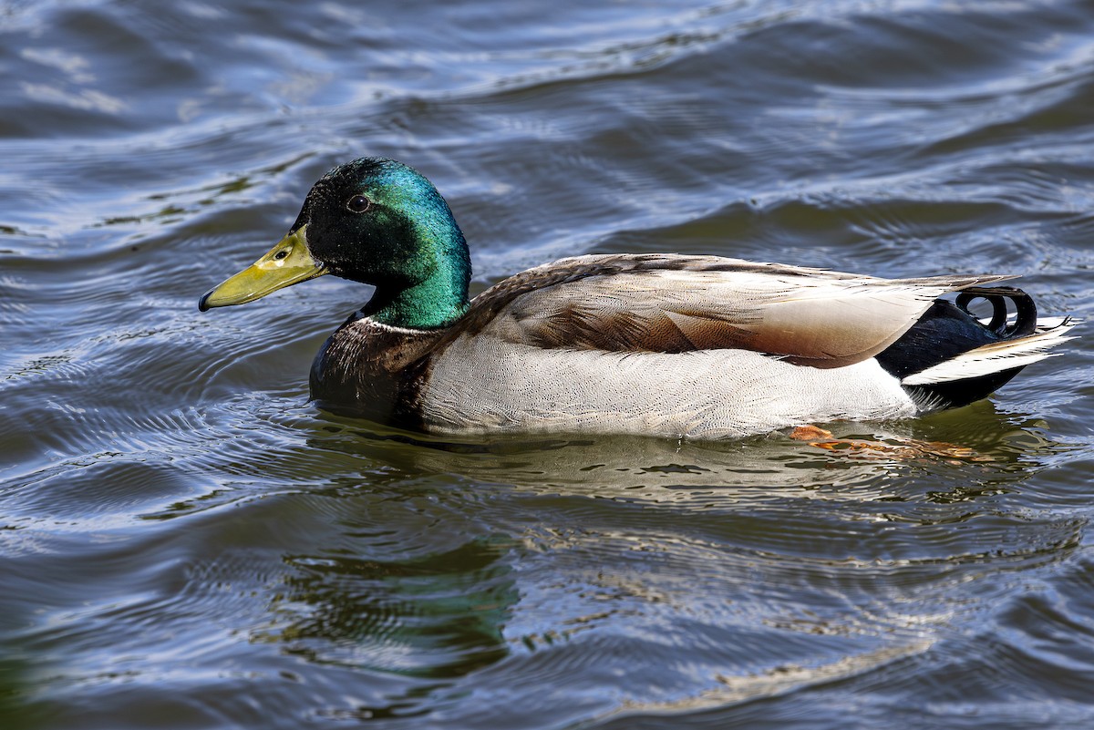 Mallard - Jef Blake