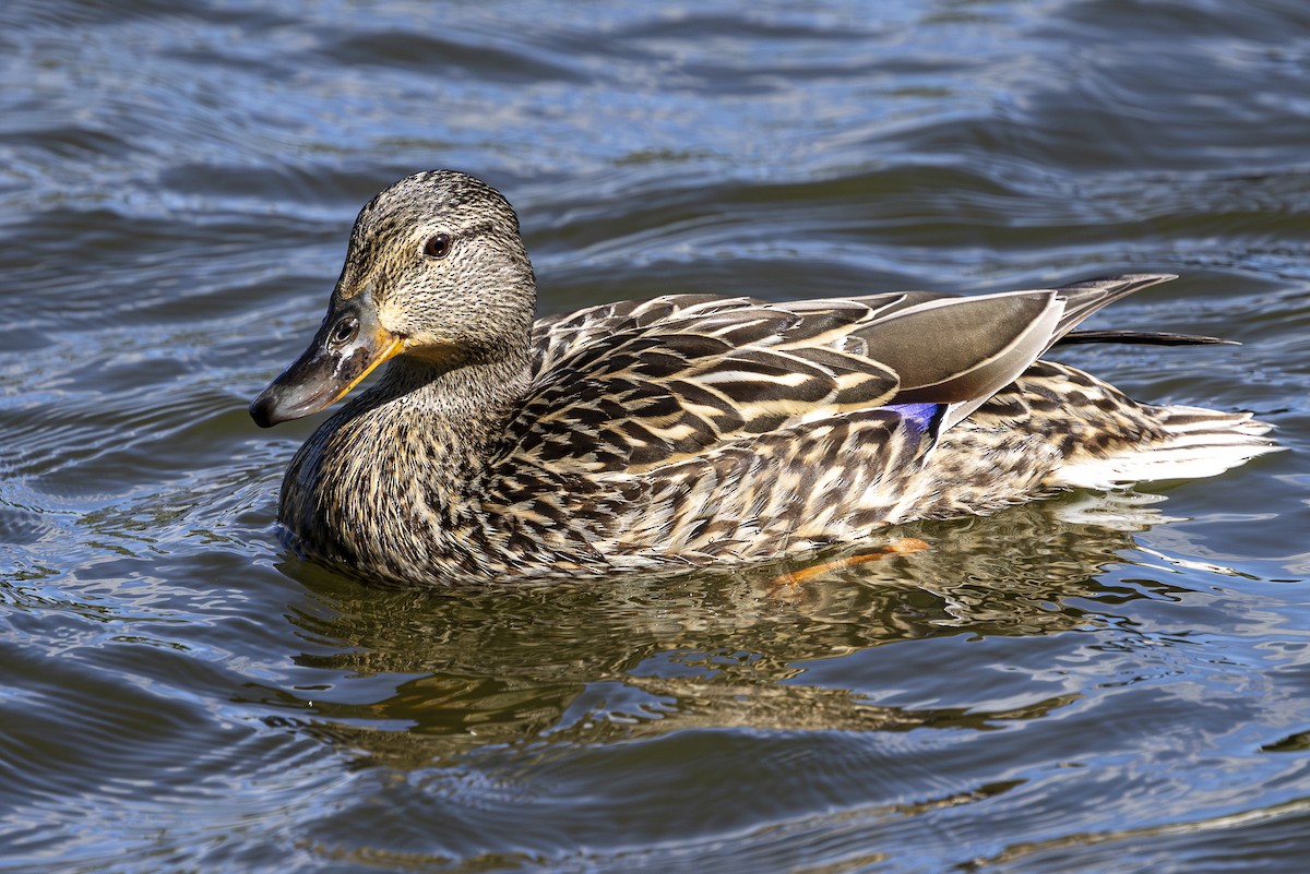 Mallard - Jef Blake