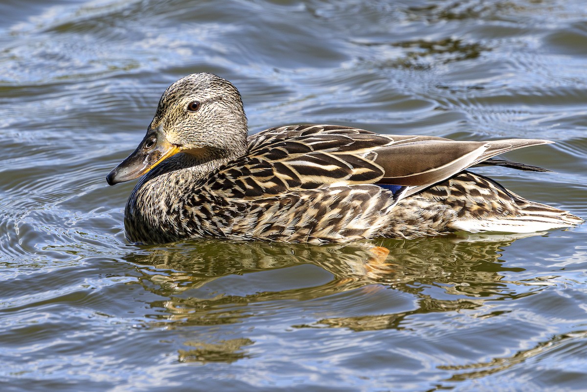 Mallard - Jef Blake