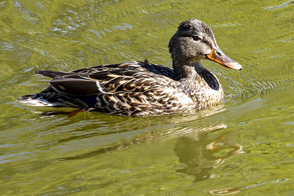 Mallard - Jef Blake