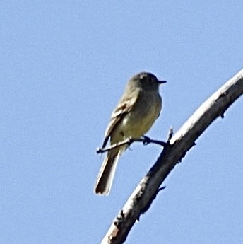 Dusky Flycatcher - Mohini Rawool-Sullivan