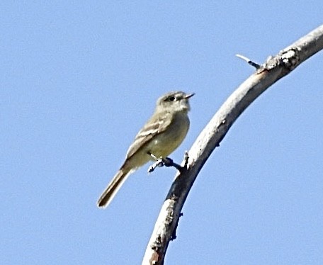 Dusky Flycatcher - Mohini Rawool-Sullivan