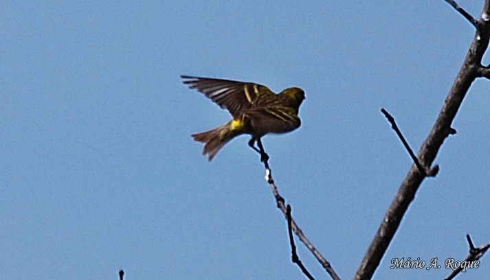 European Serin - Mário Roque