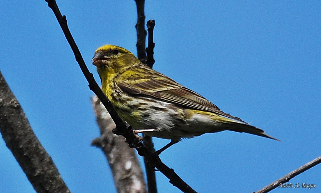 European Serin - Mário Roque