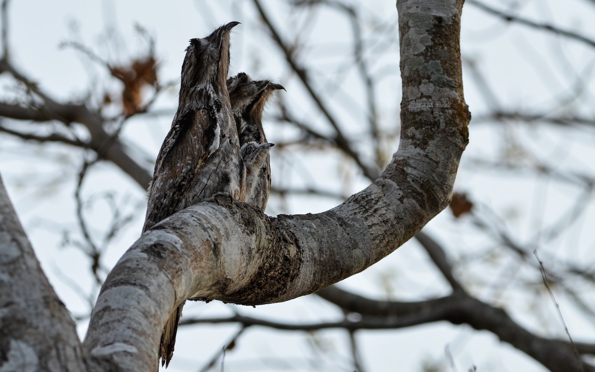 Northern Potoo - Ramón  Trinchan Guerra