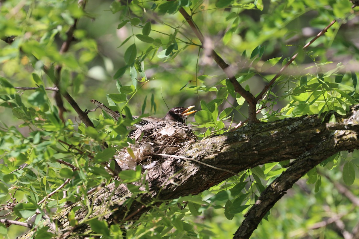 American Robin - Susan Szeszol