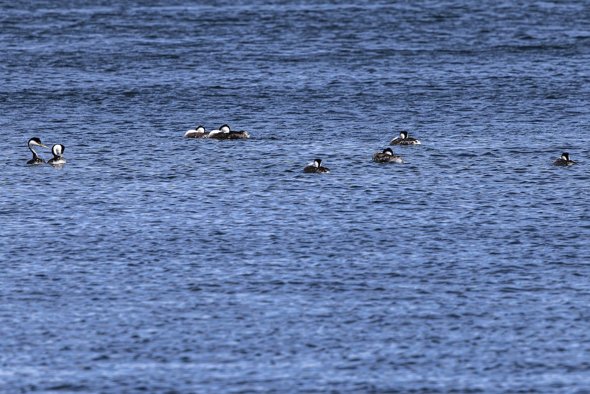 Western Grebe - Jef Blake