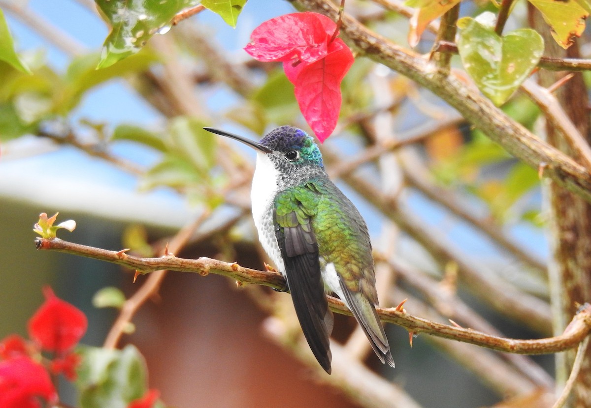 kolibřík andský - ML619577173