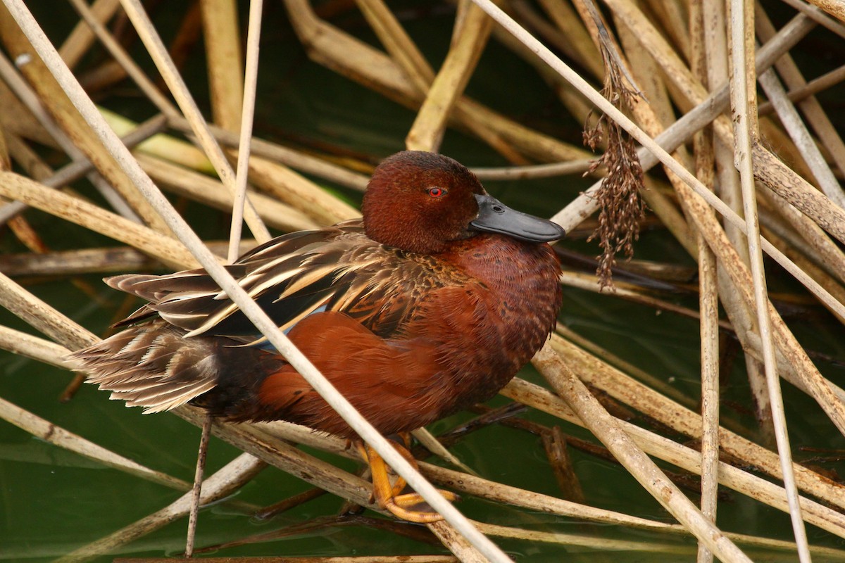 Cinnamon Teal - Craig Fosdick