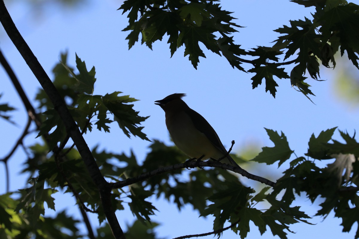 Cedar Waxwing - Susan Szeszol