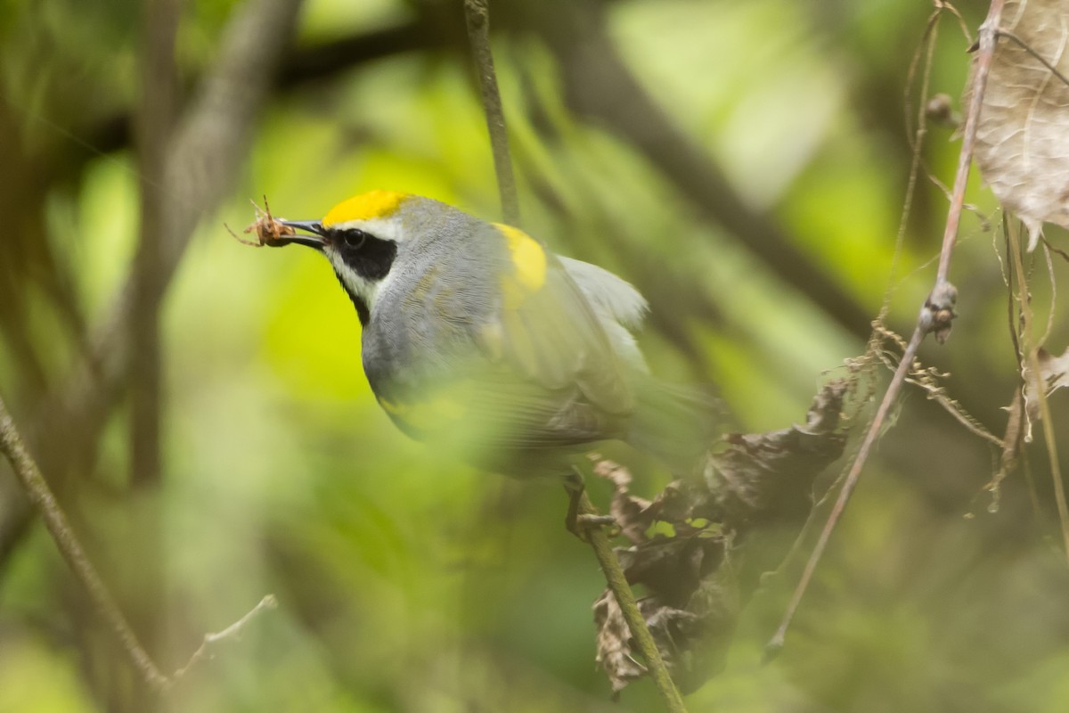 Golden-winged Warbler - Kees de Mooy