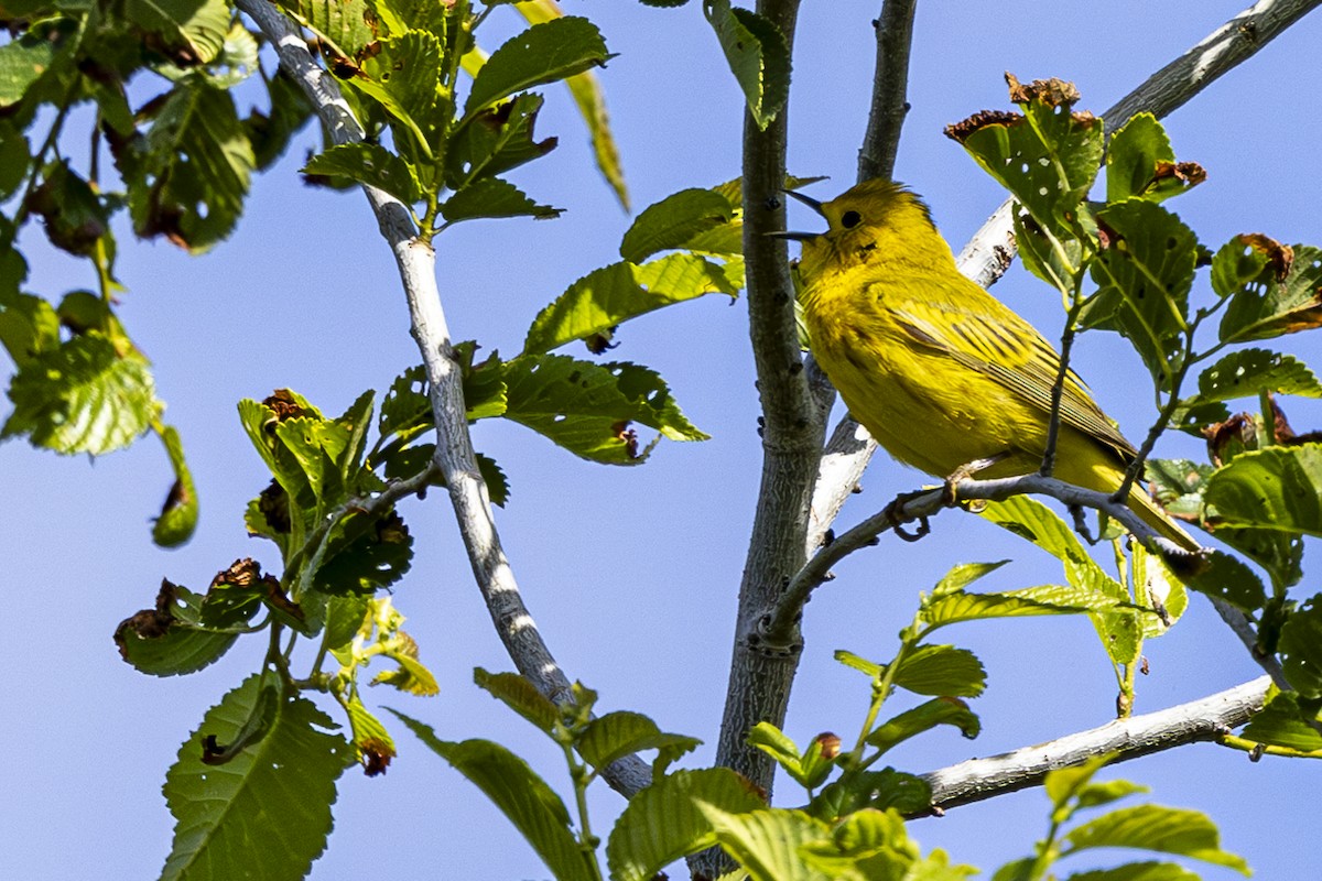 Yellow Warbler - Jef Blake