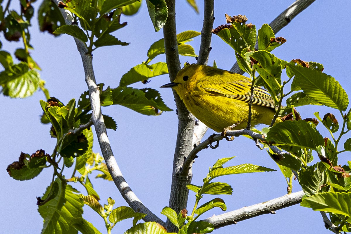 Yellow Warbler - Jef Blake