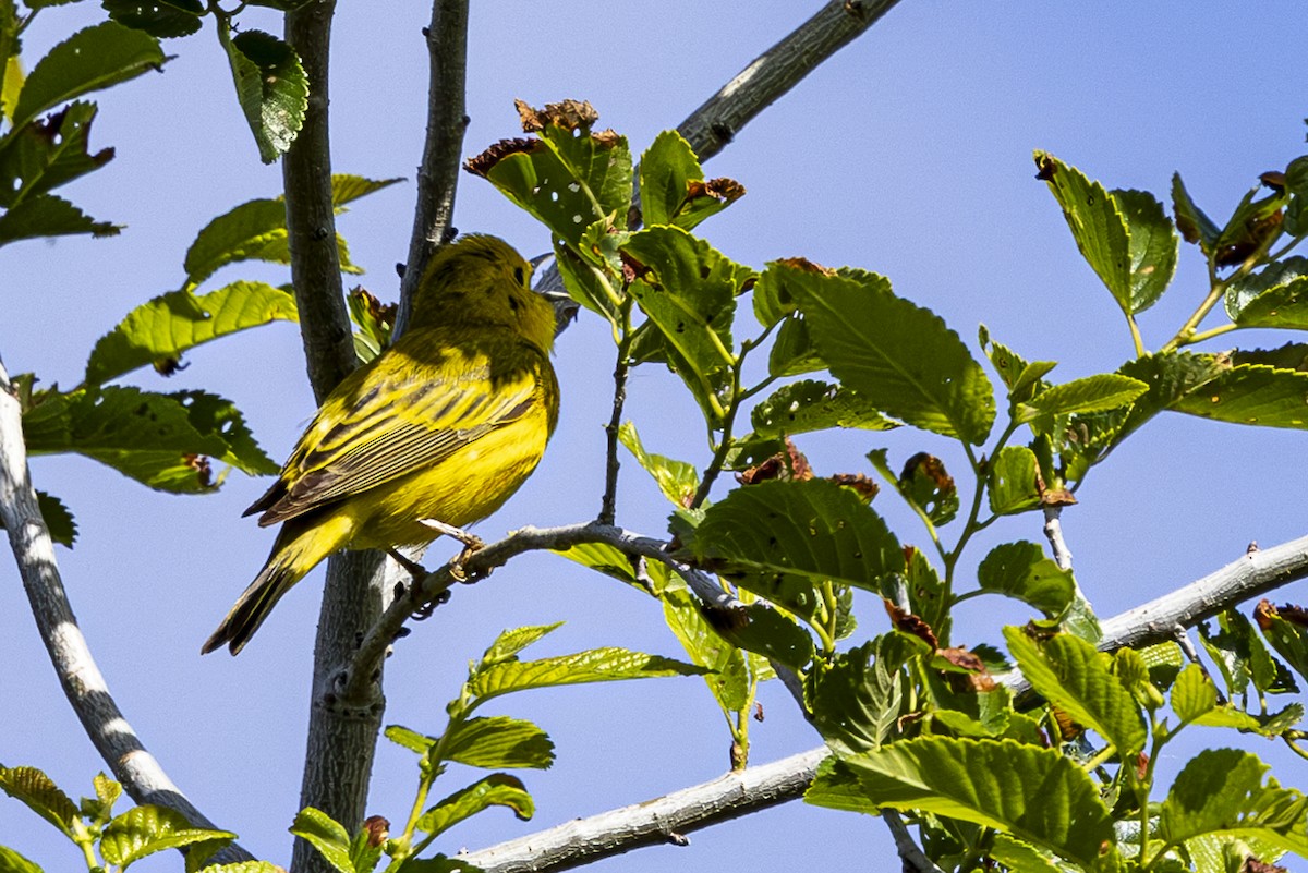 Yellow Warbler - Jef Blake