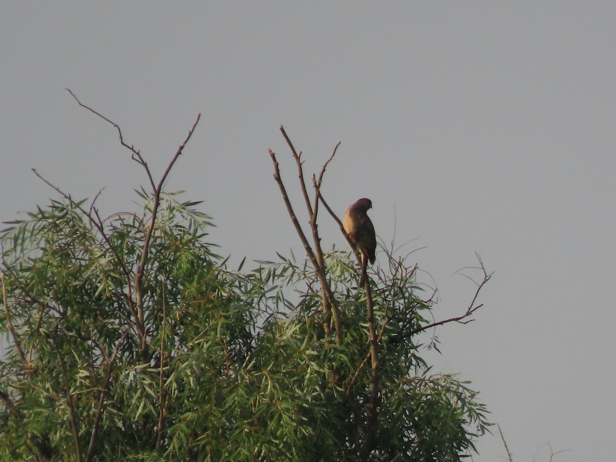 Cooper's Hawk - Roy Howard