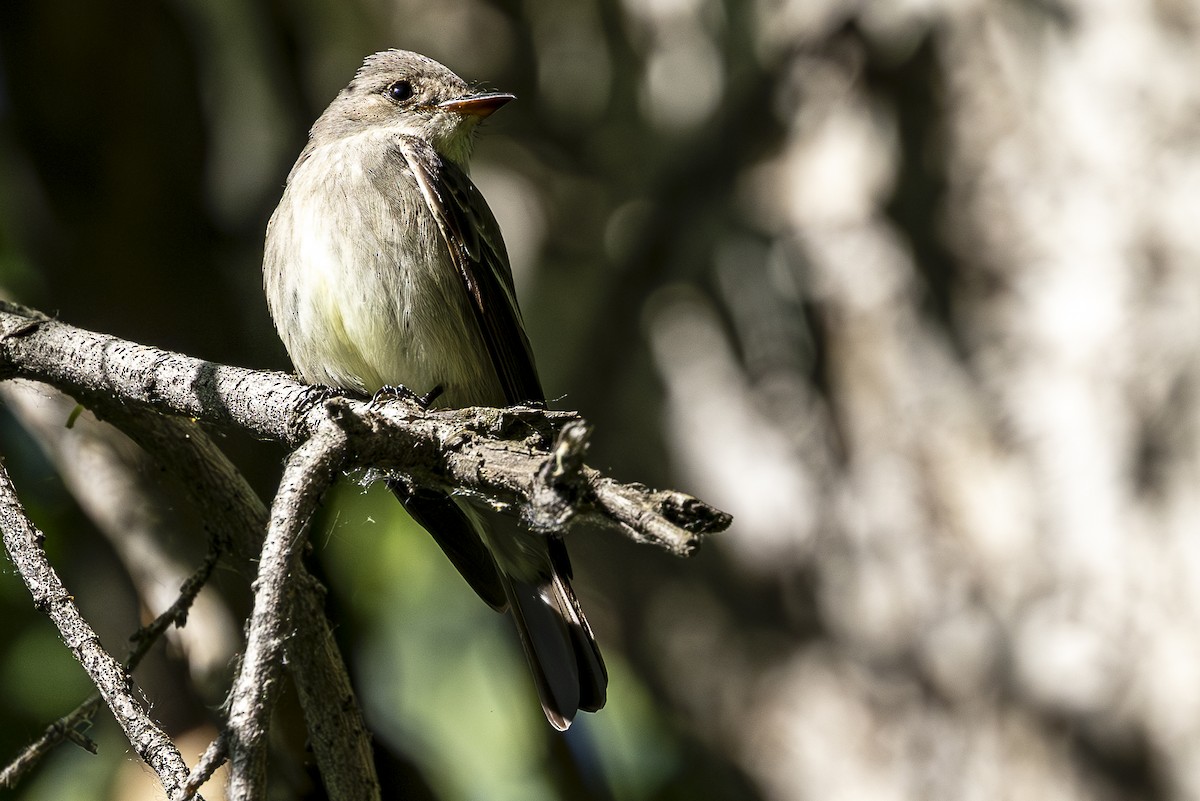 Western Wood-Pewee - Jef Blake