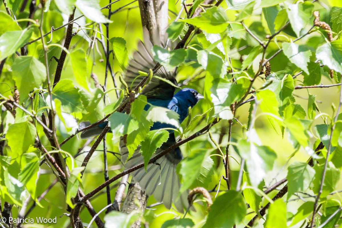 Indigo Bunting - ML619577197