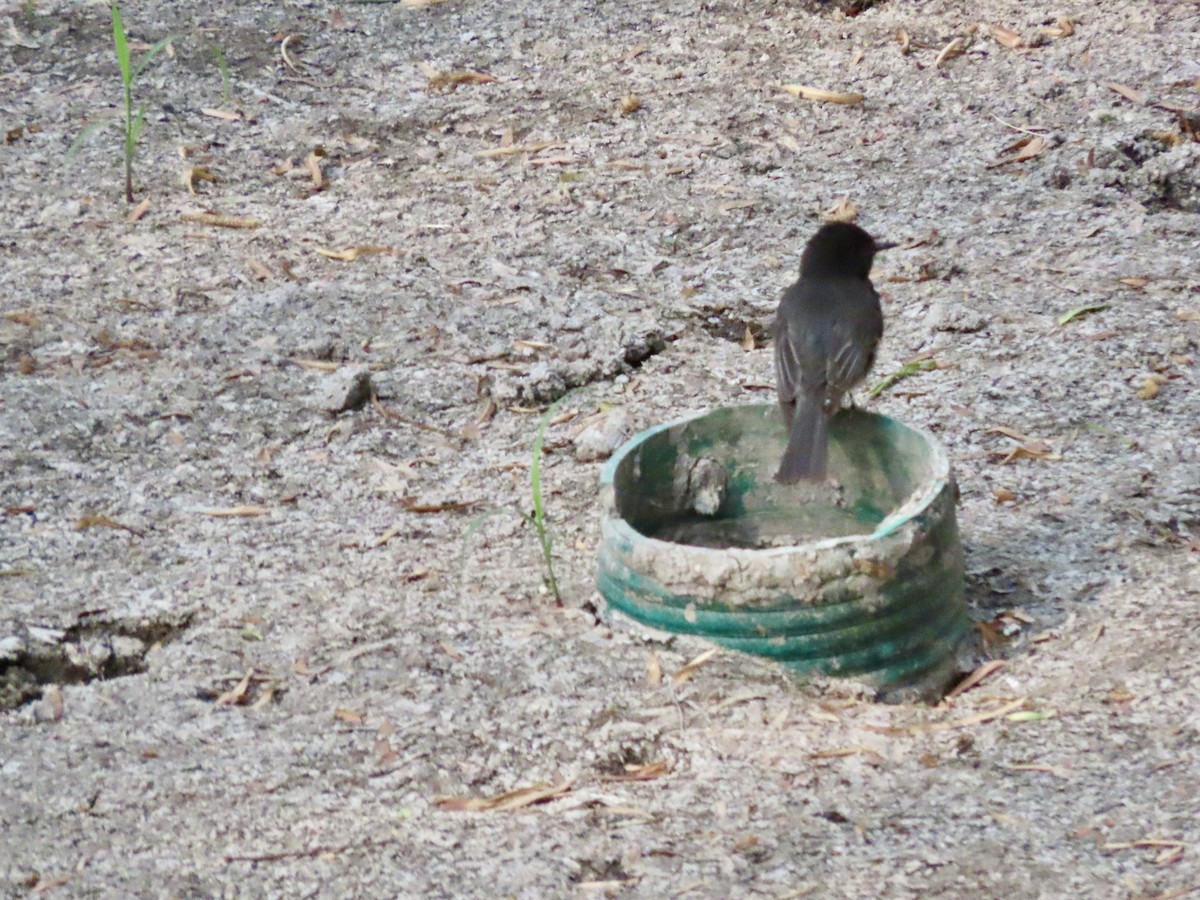 Black Phoebe - Roy Howard