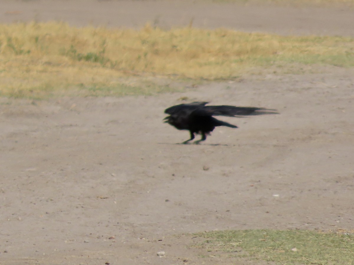 Common Raven - Roy Howard