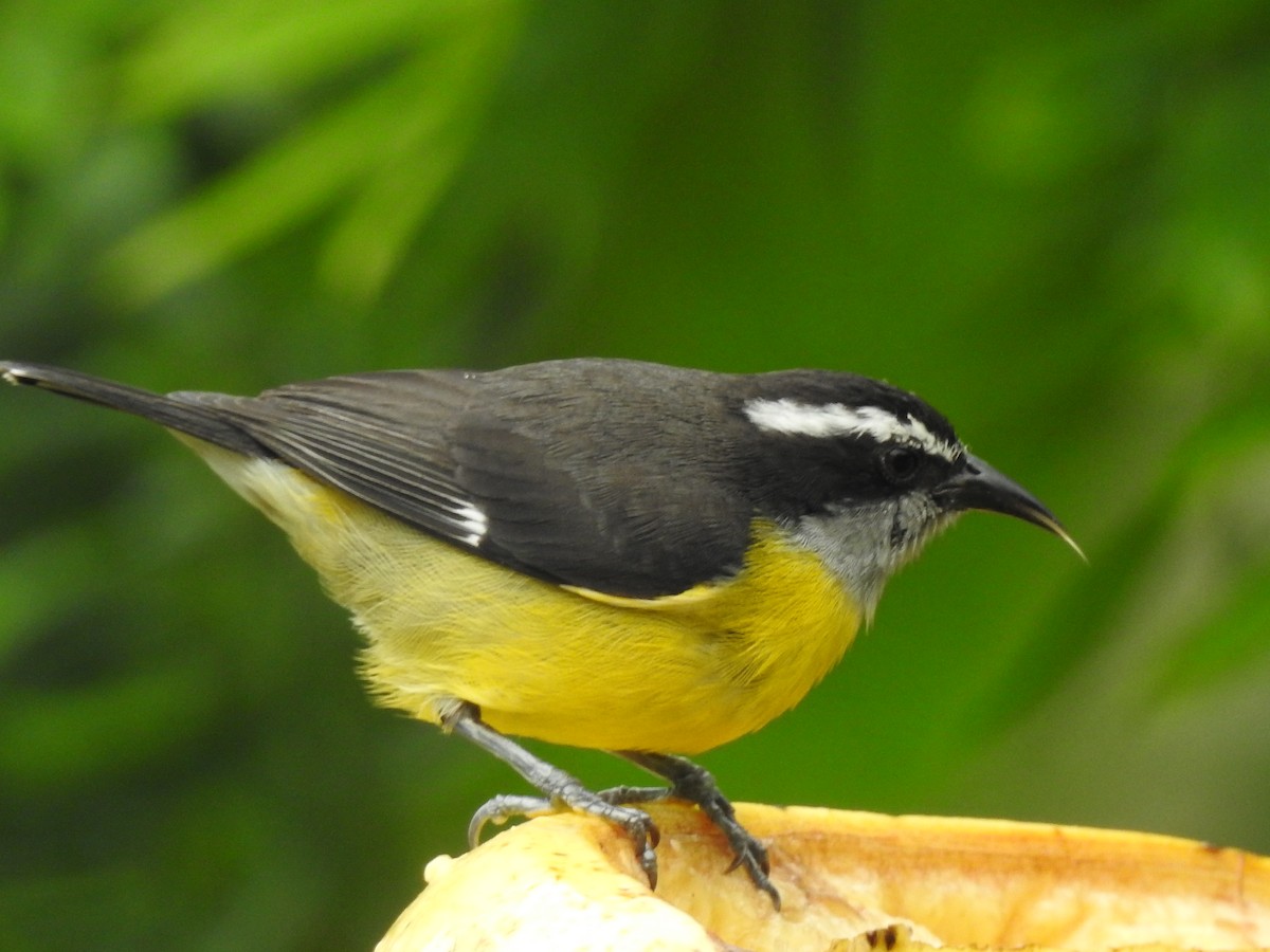 Bananaquit - Jose Fernando Sanchez O.