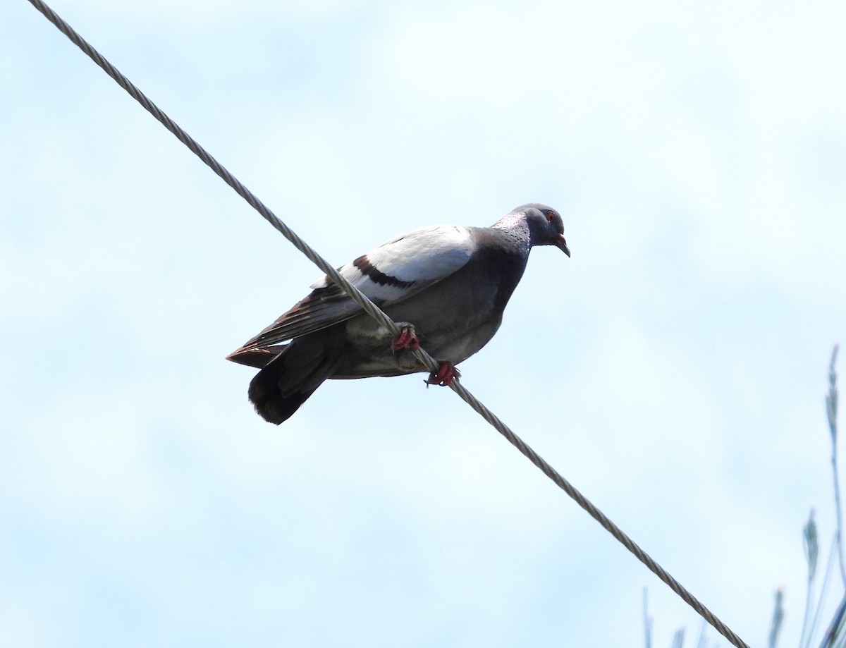 Rock Pigeon (Feral Pigeon) - Amy Grimm