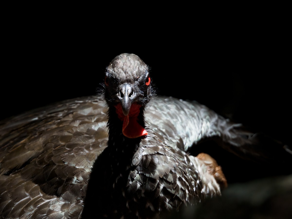 Crested Guan - Abe Villanueva