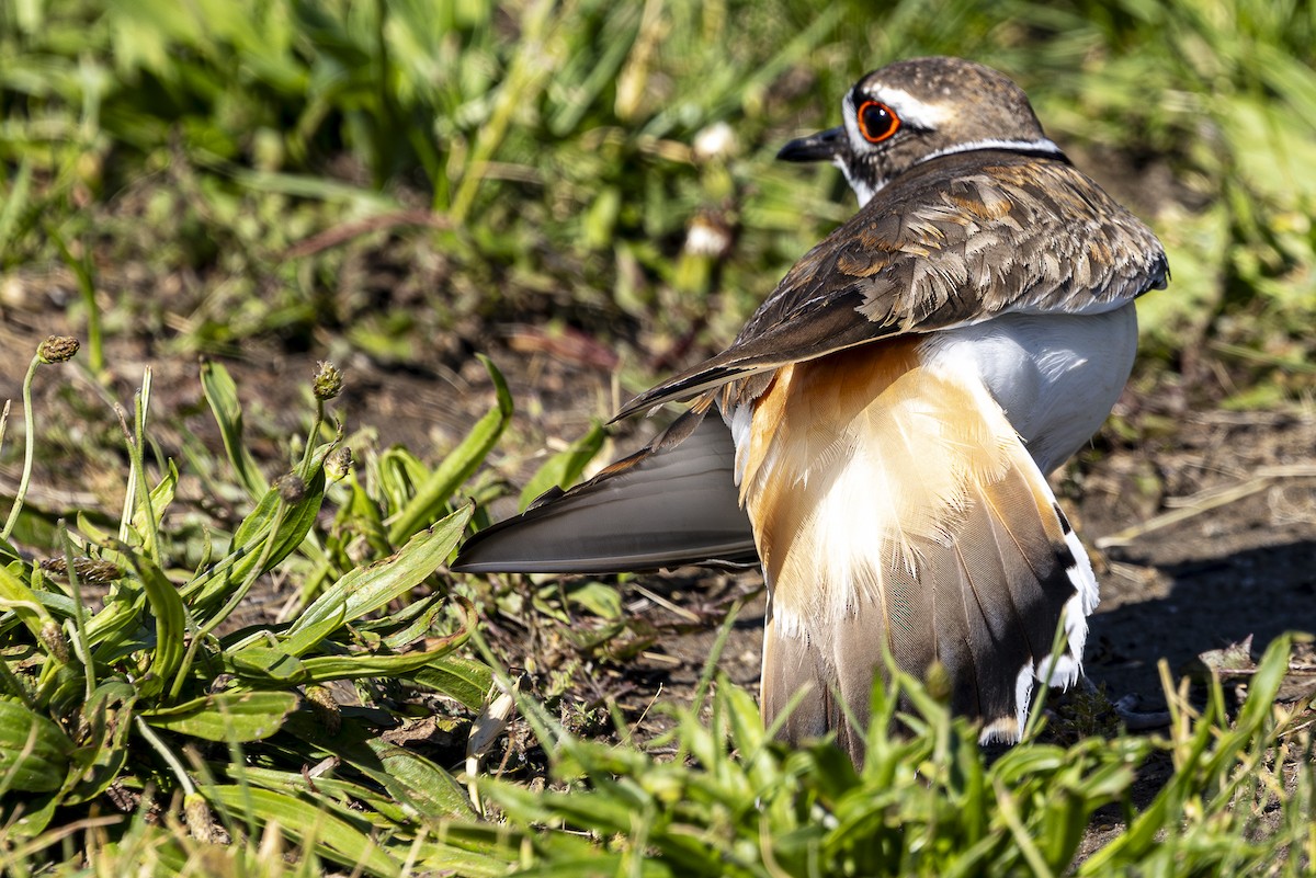 Killdeer - Jef Blake