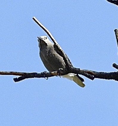 Clark's Nutcracker - Mohini Rawool-Sullivan