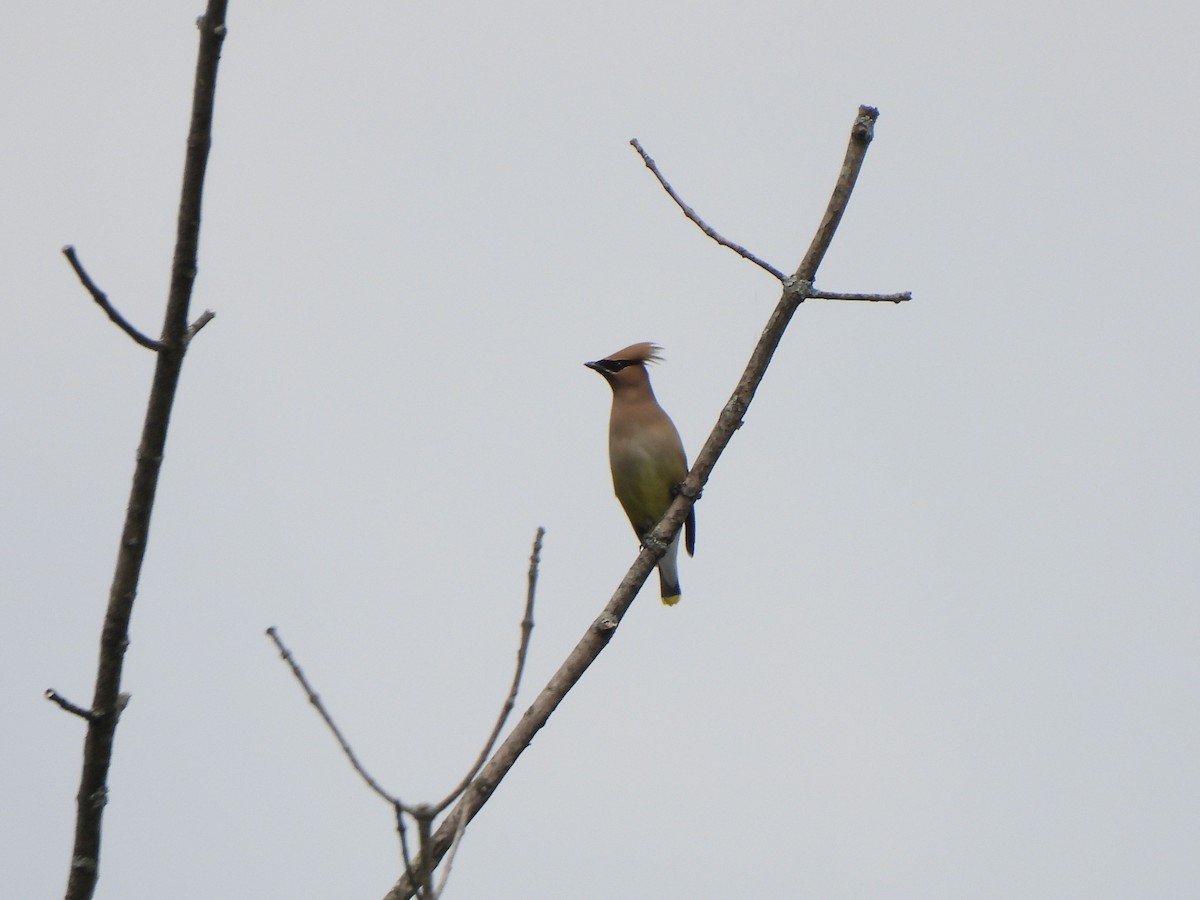 Cedar Waxwing - Nancy VanCott