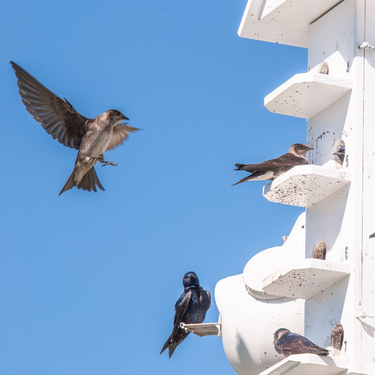 Purple Martin - Pamela Steiner