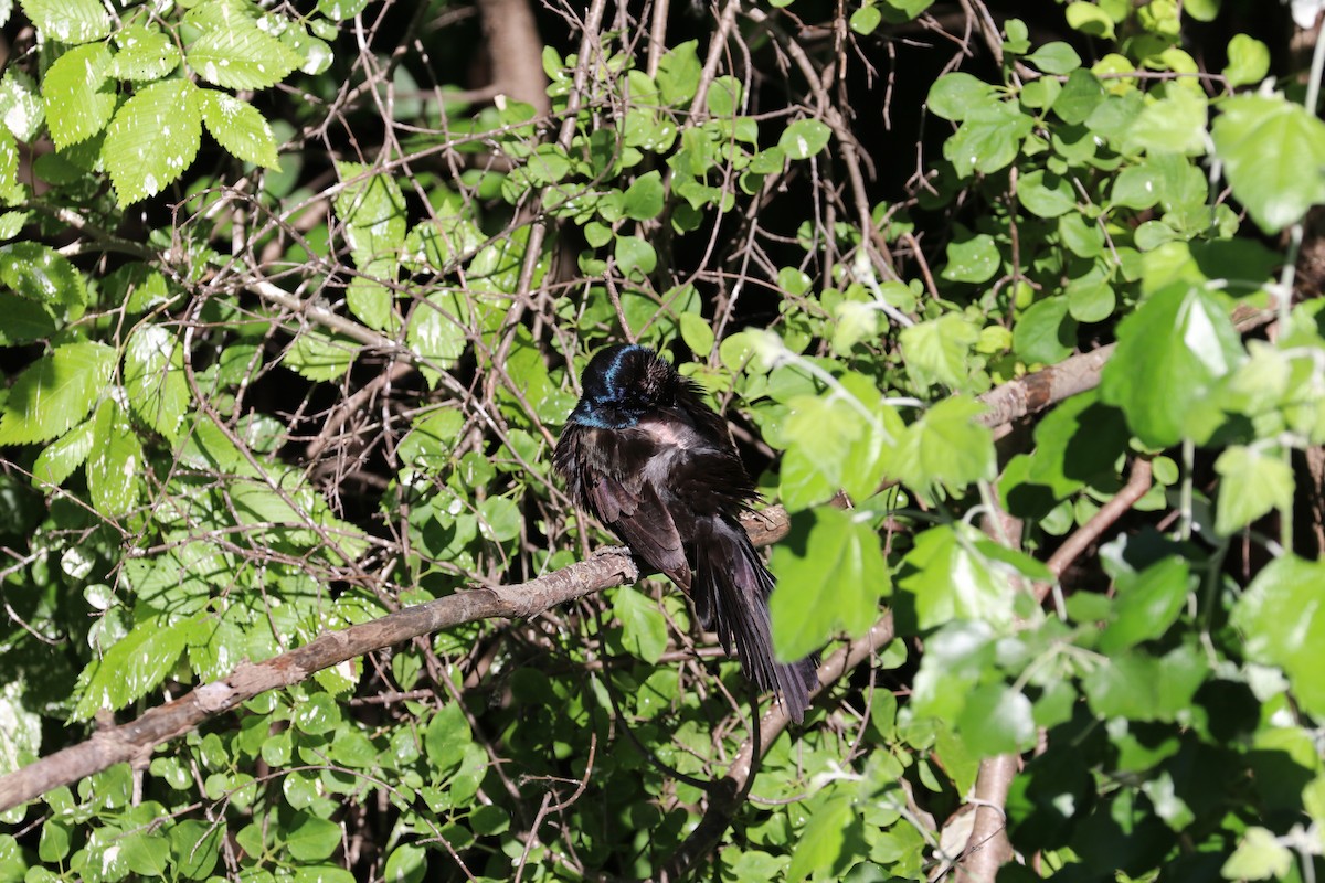 Common Grackle - Susan Szeszol